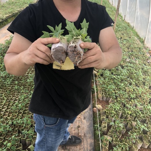 灵山县 红肉木瓜苗