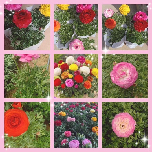 青州市芹叶牡丹
