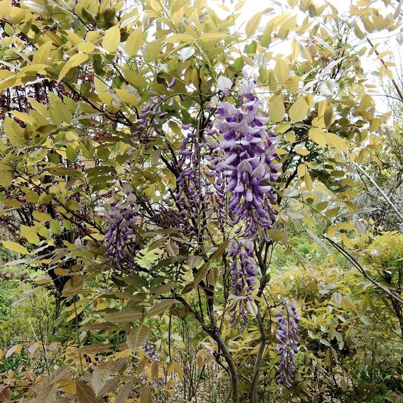 多花紫藤   紫藤花树苗爬藤植物阳台庭院围墙四季开花盆栽绿植花卉攀援紫