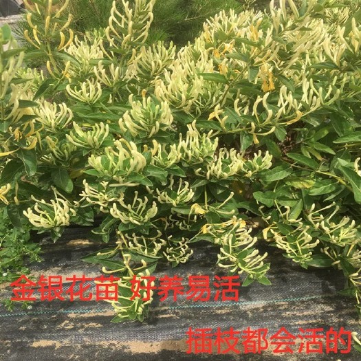 平邑县金银花苗 四季金银花 金银花树桩 当年开花 南北适宜 包成