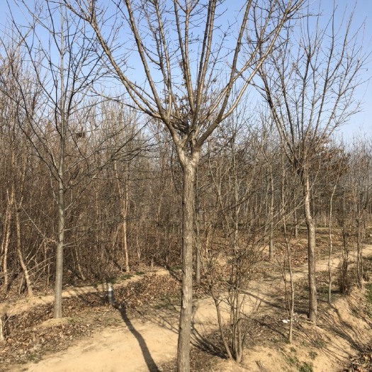 邳州市 3-10公分精品流苏树