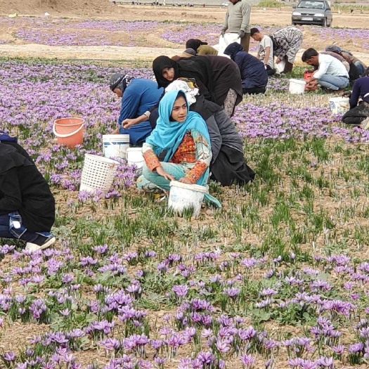中山市 伊朗特级藏红花丝