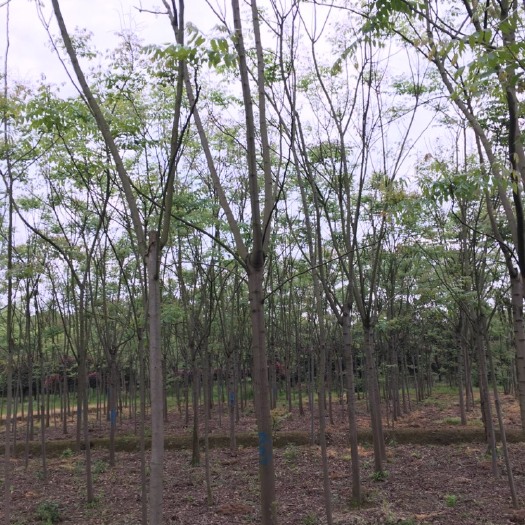 益阳北栾树