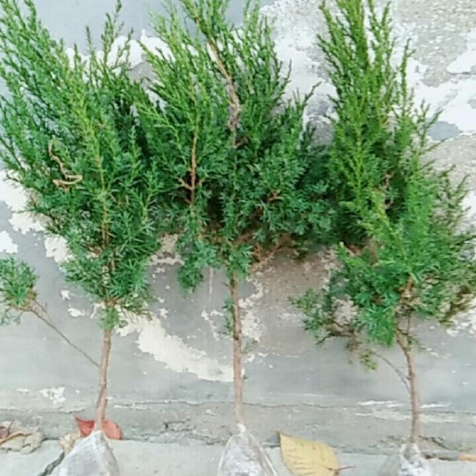 沭阳县蜀柏 侩柏蜀侩清明松量大