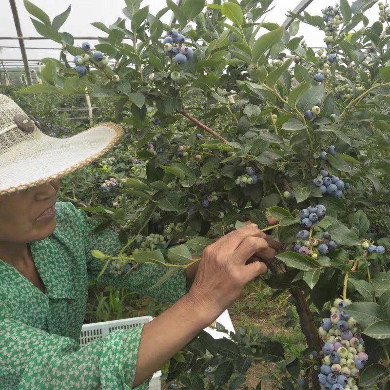  蓝莓树苗果树苗庭院室内四季盆栽地栽苗南北方种植当年结果蓝莓苗