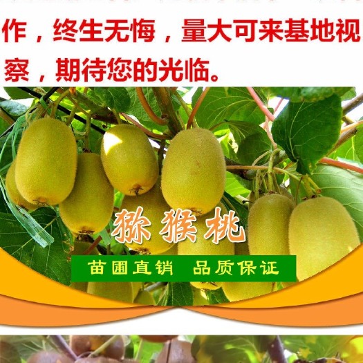平邑县红心猕猴桃苗 红心猕猴桃果树苗盆栽嫁接苗黄心弥猴桃树苗当年结果