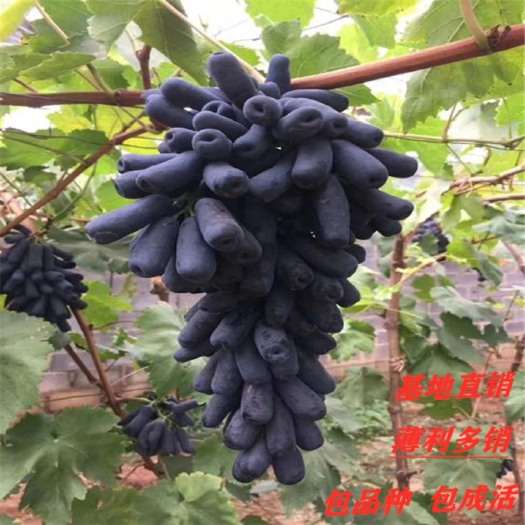 平邑县 甜蜜蓝宝石葡萄苗葡萄树 南北适宜 包品种 包成活 现挖现卖