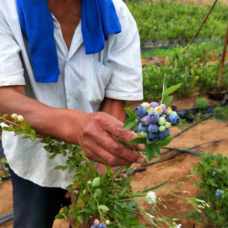  蓝莓树苗果树苗庭院室内四季盆栽地栽苗南北方种植当年结果蓝莓苗