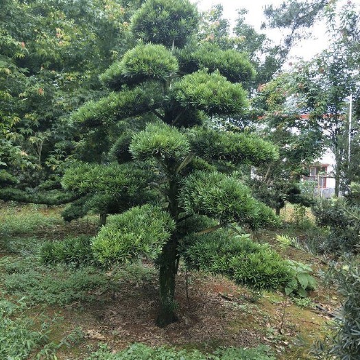 浏阳市造型罗汉松  罗汉松大型造型树盆景别墅庭院高档精品造景造型树四季常青树苗