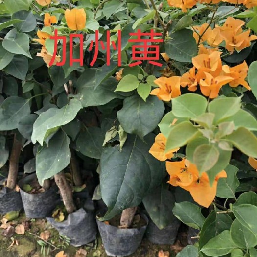 漳州 三角梅小苗