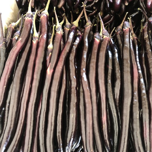 兰陵县 精品黑线茄，红线茄，等各种茄子，大量上市，大量有货