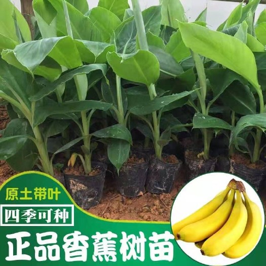 灵山县 香蕉苗树苗 中蕉九号粉蕉红香蕉威廉斯B6果树苗当年结果皇帝蕉