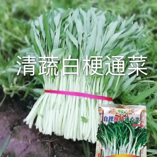 空心菜种子 白梗柳叶空心菜种籽1201通心菜种子梗大叶细