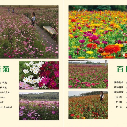 沭阳县百日草