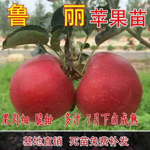平邑县鲁丽苹果苗 0.5~1米