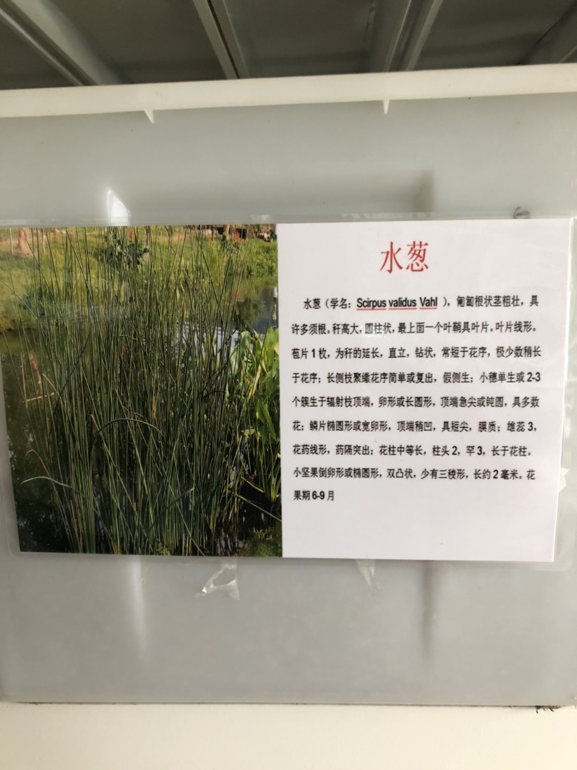 沭阳县水葱种子