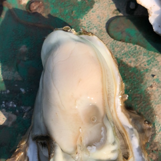 阳江生蚝 大量肥蚝预售欢迎订购