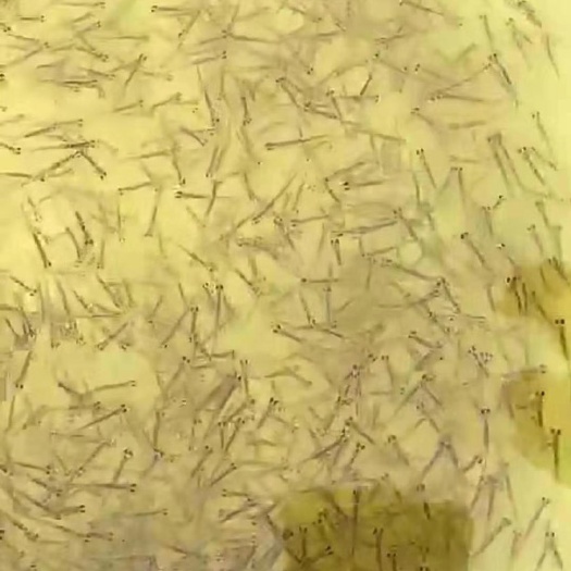 湖州丹江翘嘴鲌 翘嘴白鱼苗，大小规格都有。快递或者空运。