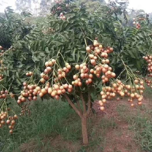 揭西县黑黄皮果苗