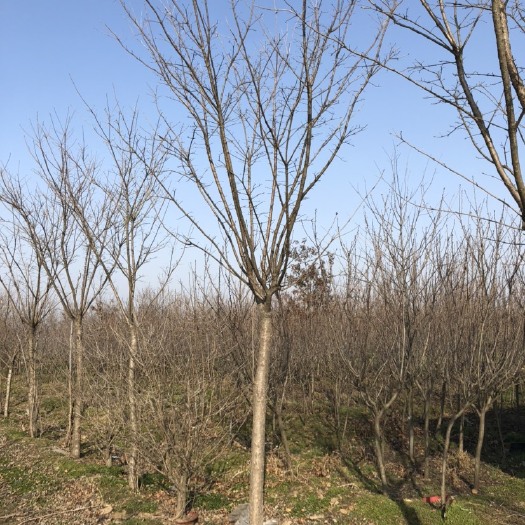 邳州市 6-7公分精品高杆流苏树