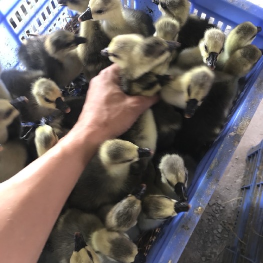 阳江 供应大白鲨鹅苗