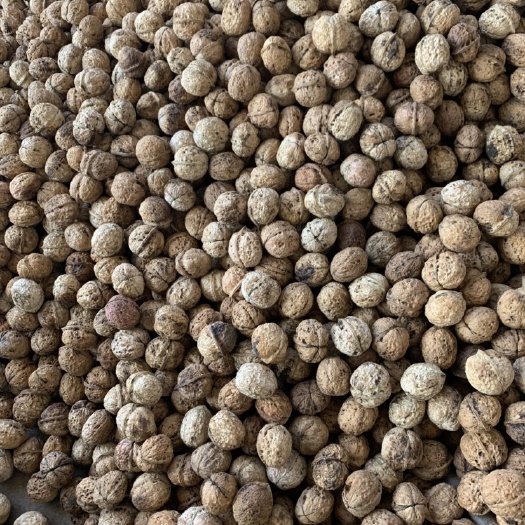 昆明 云南现货供应 核桃果中果 25斤装包邮