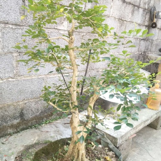 南宁 九里香老桩盆景