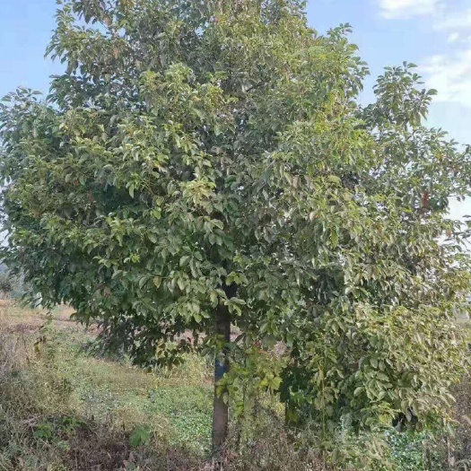 南县香樟树苗香樟小苗香樟基地香樟1-20公分