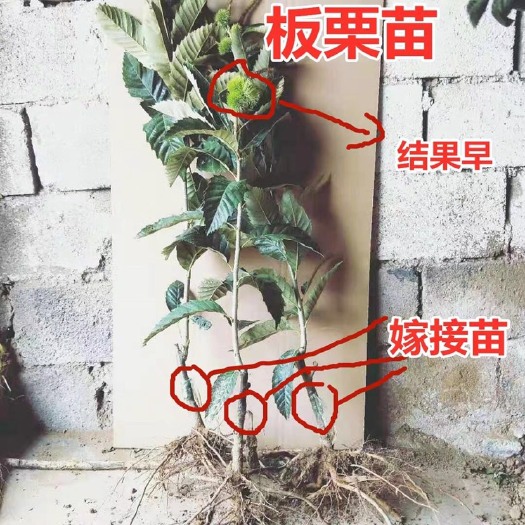 平邑县大红袍板栗苗 板栗苗树嫁接苗早晚熟大红袍承德油栗地栽庭院南北方种植当年结果