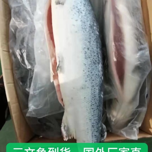 上海挪威三文鱼 人工饲养