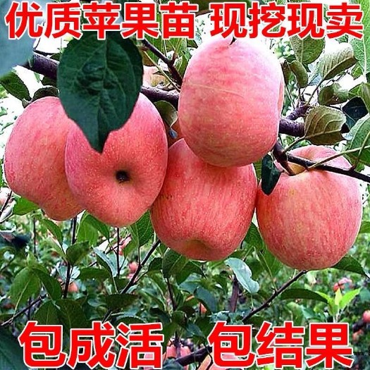平邑县 苹果树苗果苗红富士南北方盆栽地栽嫁接苗当年结果 包邮
