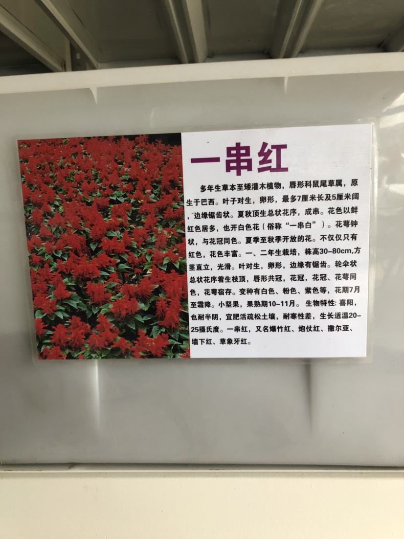 沭阳县 一串红种子