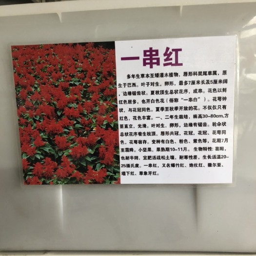 一串红种子