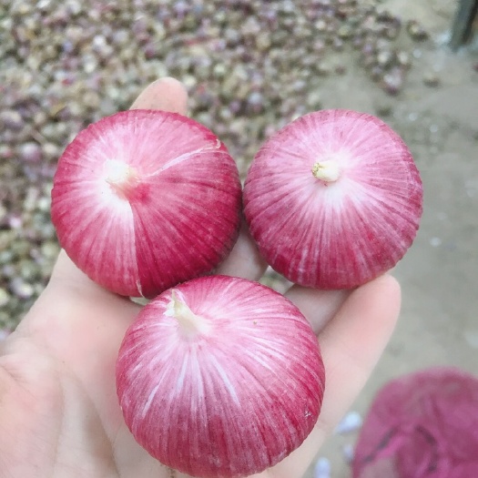 弥渡县云南大理弥渡独头蒜新鲜采摘优质大蒜批发供应