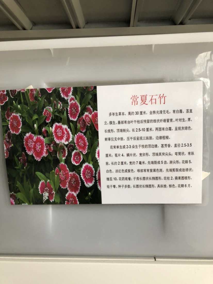 沭阳县常夏石竹种子