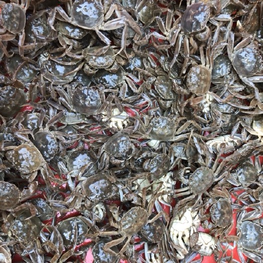 宣城大闸蟹苗 高 统货