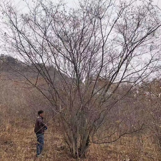 茶条槭 丛生茶条槭