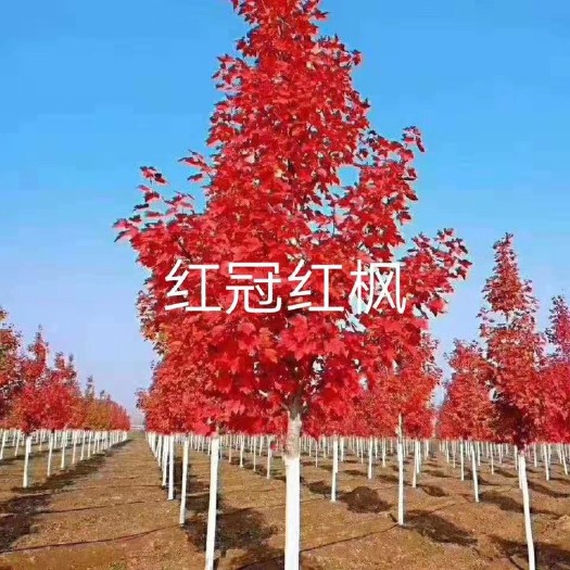 邳州市美国红枫苗 美国红枫 苗圃自己培育红枫小苗 价格低 质量好 根系大