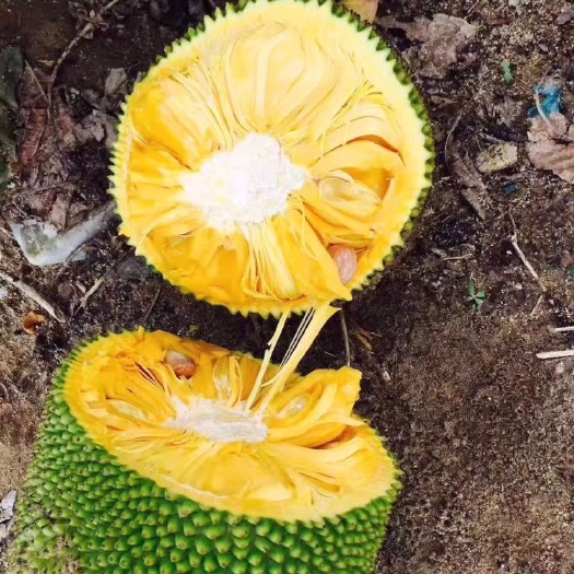 万宁市 海南黄肉菠萝蜜，包邮坏果包赔