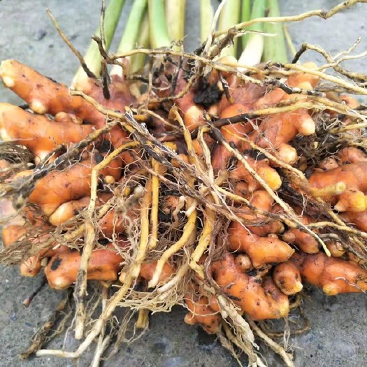 仁寿县中药材四川姜黄种茎出售。 量大从优