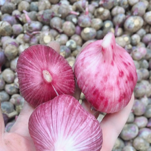弥渡县紫皮大蒜 紫皮2丫3丫蒜独蒜