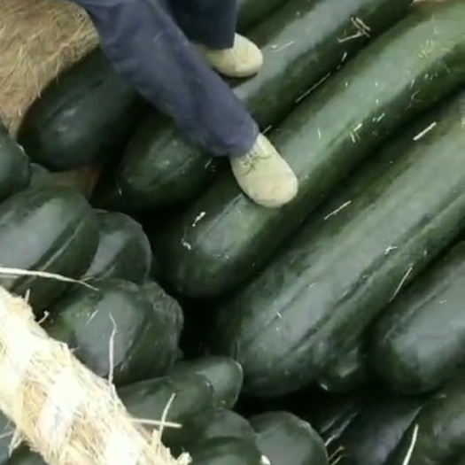 海南吊冬瓜大量出售，诚信为本，合作共赢，欢迎老板前来考察