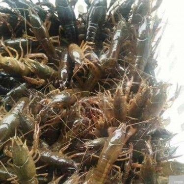 望江县安徽小龙虾 2-4钱 人工养殖