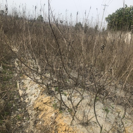 鹰潭蔓荆子苗
