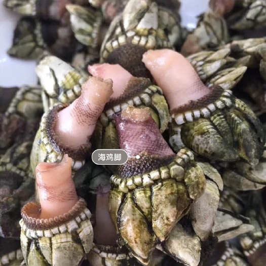 惠东县海鸡脚 您没尝过的海鲜