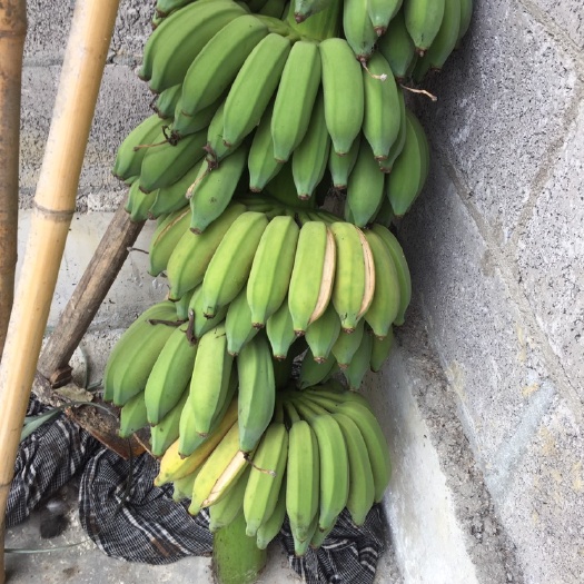  看看我们这有本地粉蕉