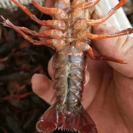 洪湖市青壳小龙虾 4-6青虾30元，大青6789，40