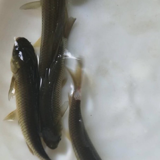 厚子鱼  草鱼（3-半斤各种规格）苗
