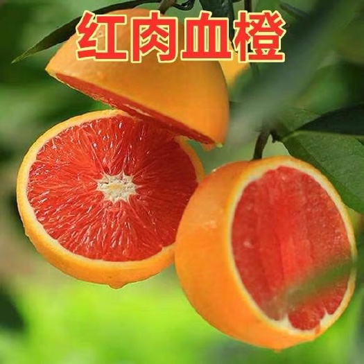 平邑县 1-3年苗血橙树苗红橙子血橙树苗果树正宗晚熟血橙苗血橙
