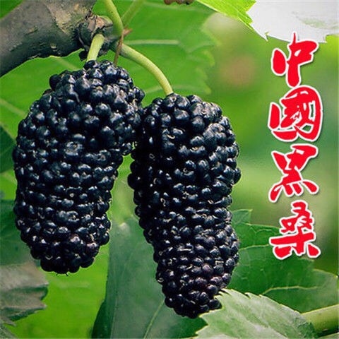 平邑县 桑葚树苗 果树黑桑树苗 南北适宜 当年结果  包成活包结果